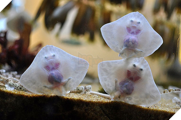 Top 19 em bé dễ thương bậc nhất trong các gia đình động vật - Ảnh 25.