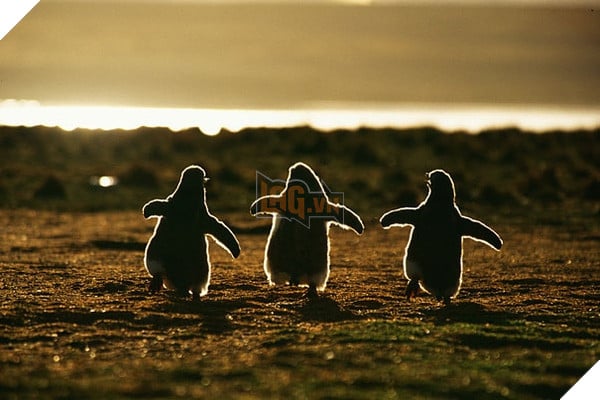 Top 19 em bé dễ thương bậc nhất trong các gia đình động vật - Ảnh 29.