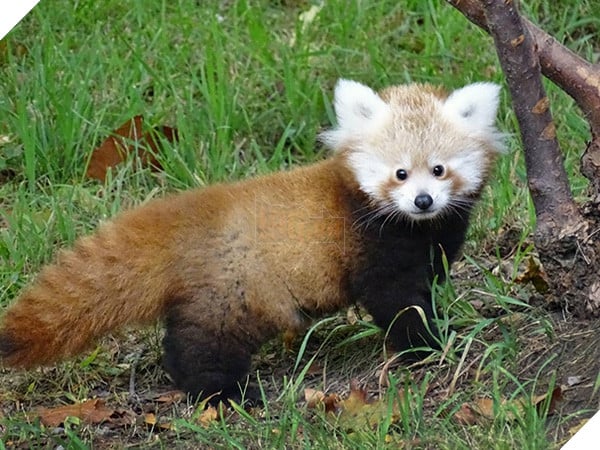 Top 19 em bé dễ thương bậc nhất trong các gia đình động vật - Ảnh 31.