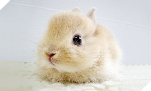 Top 19 em bé dễ thương bậc nhất trong các gia đình động vật - Ảnh 33.