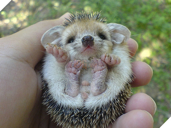 Top 19 em bé dễ thương bậc nhất trong các gia đình động vật - Ảnh 5.