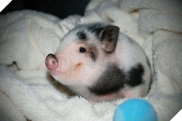 Top 19 em bé dễ thương bậc nhất trong các gia đình động vật - Ảnh 7.