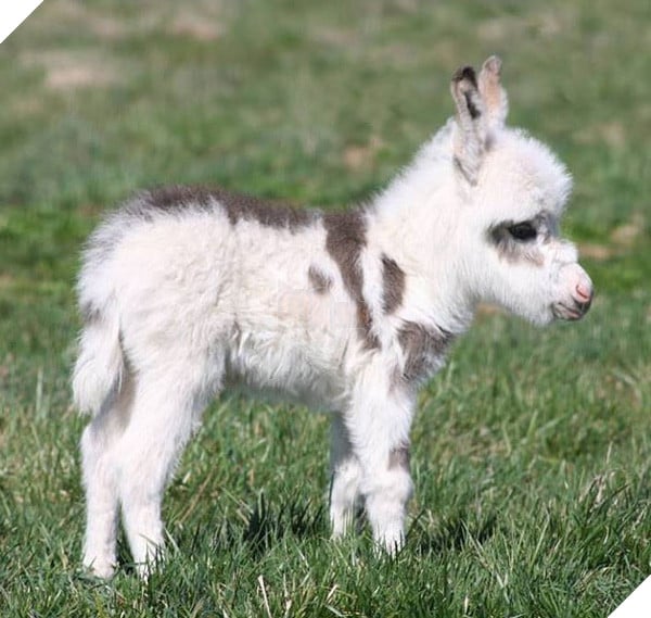 Top 19 em bé dễ thương bậc nhất trong các gia đình động vật - Ảnh 9.