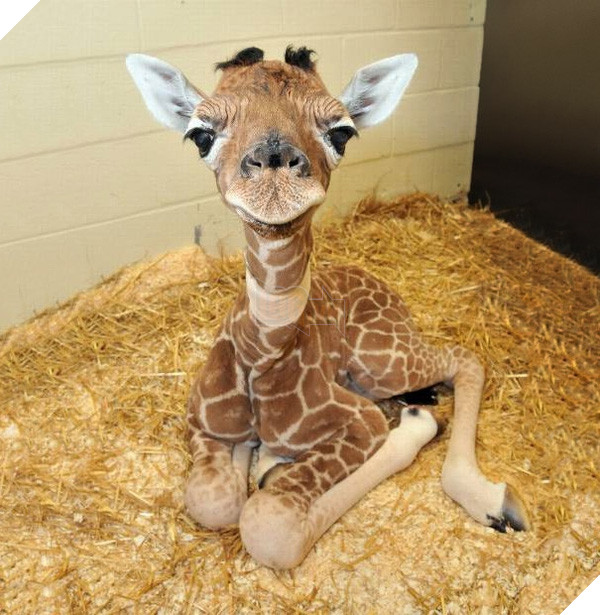 Top 19 em bé dễ thương bậc nhất trong các gia đình động vật - Ảnh 11.