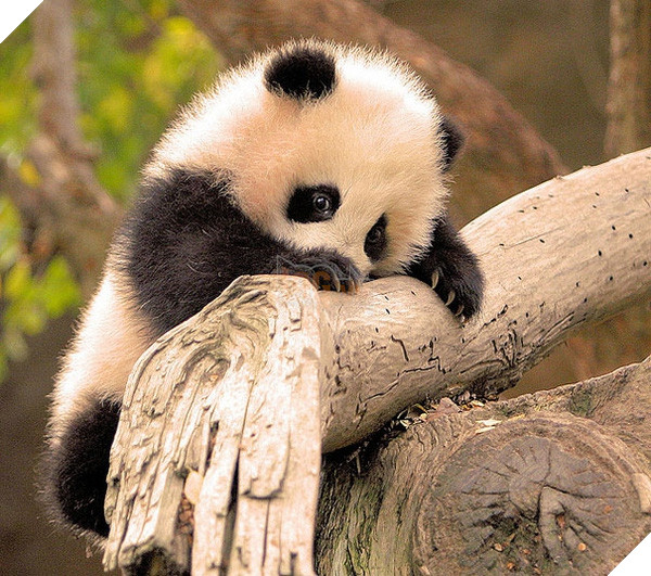 Top 19 em bé dễ thương bậc nhất trong các gia đình động vật - Ảnh 13.