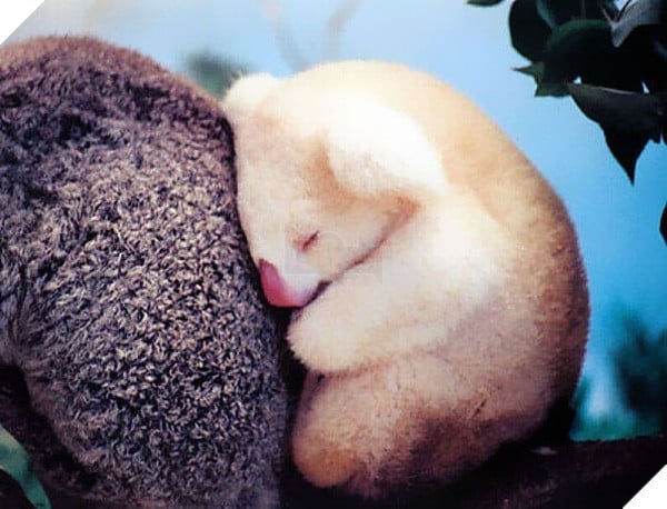 Top 19 em bé dễ thương bậc nhất trong các gia đình động vật - Ảnh 17.