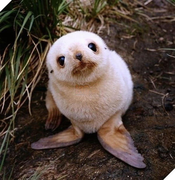 Top 19 em bé dễ thương bậc nhất trong các gia đình động vật - Ảnh 19.