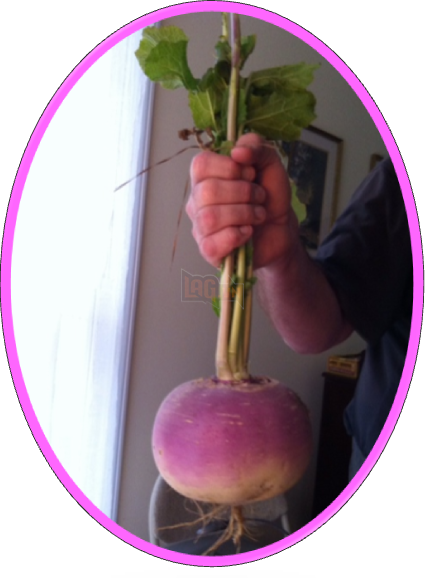  Bạn thắc mắc - LAG trả lời Tại sao lại dùng bí ngô trang trí đêm Halloween? 2