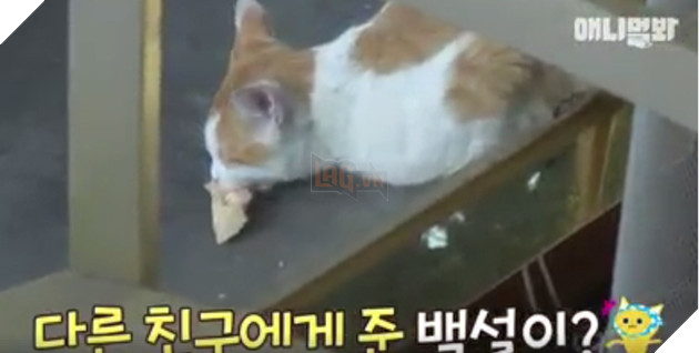 Đi khắp nơi xin đồ ăn cho cả xóm, cô mèo Hàn Quốc được mệnh danh tốt bụng nhất thế giới - Ảnh 6.