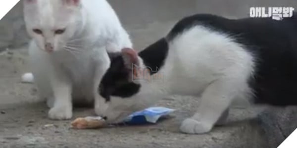 Đi khắp nơi xin đồ ăn cho cả xóm, cô mèo Hàn Quốc được mệnh danh tốt bụng nhất thế giới - Ảnh 5.