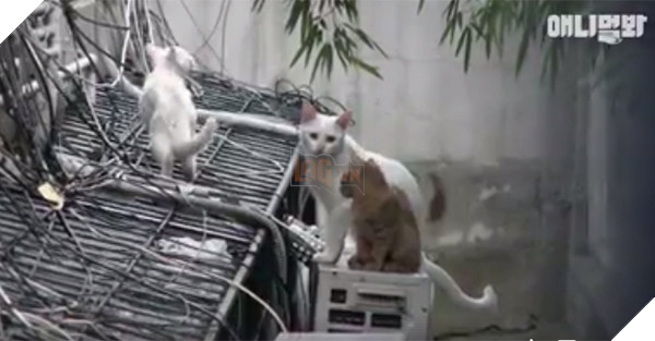 Đi khắp nơi xin đồ ăn cho cả xóm, cô mèo Hàn Quốc được mệnh danh tốt bụng nhất thế giới - Ảnh 4.