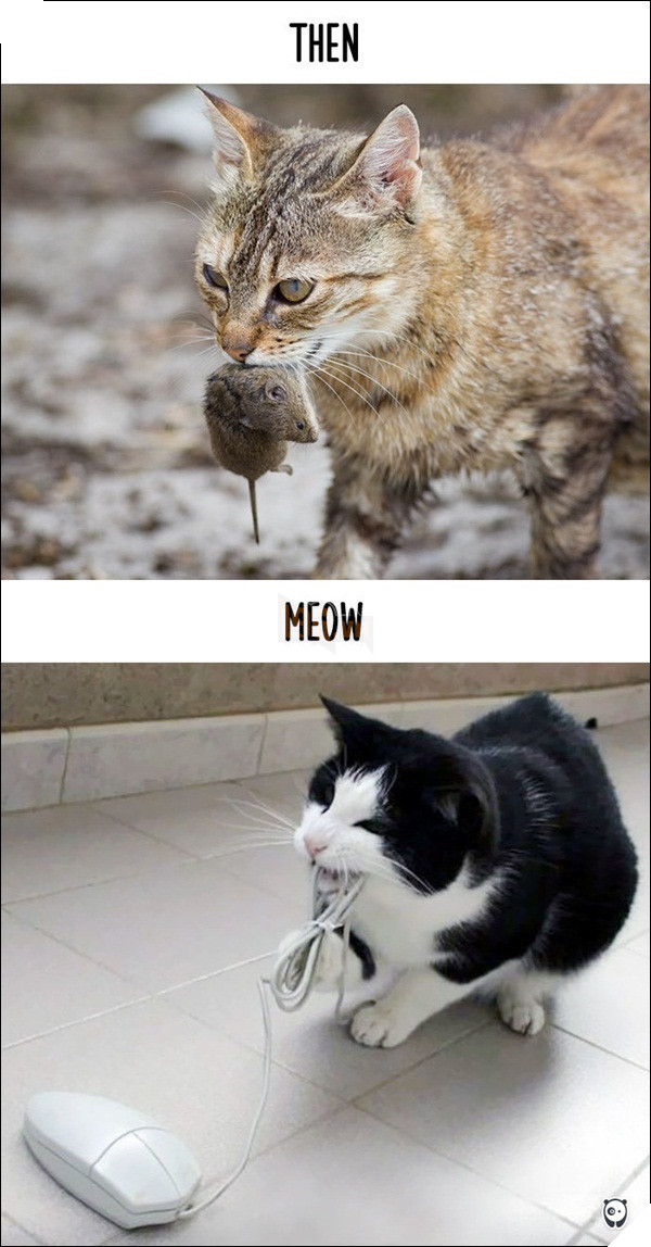 
Bây giờ đi đâu mình cũng tóm ngay được một con chuột, có điều để ăn được mấy con này chắc mình phải trang bị mấy chục bộ răng giả.