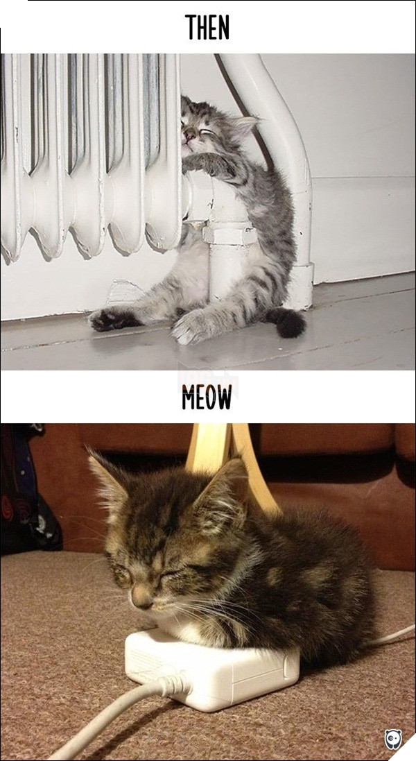 
Hồi xưa mình hay nằm cạnh lò sưởi để sưởi lông, bây giờ muốn ấm chỉ cần trèo lên mấy cục adapter này là đủ.