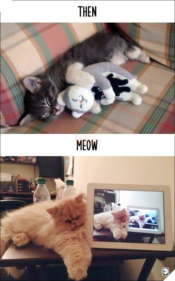 
Ngày xưa ôm thú bông ngủ đã qua rồi, giờ là phải xài iPad mới sành điệu nhé.