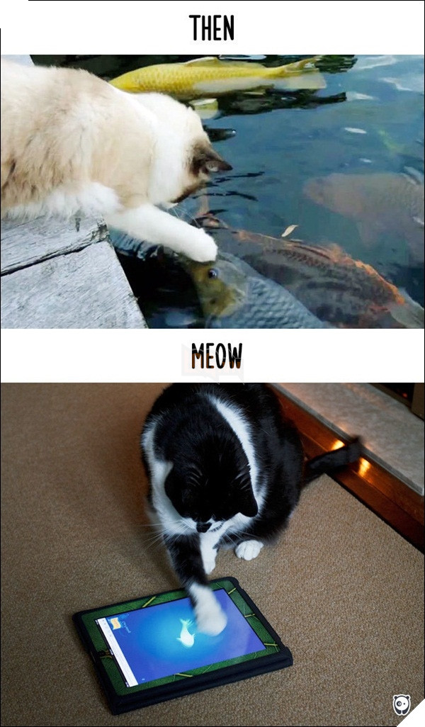 
Sao mình thèm chạm tay vào bọn cá dưới nước quá, chạm vào màn hình này riết làm mình quên mùi cá ra sao luôn rồi.