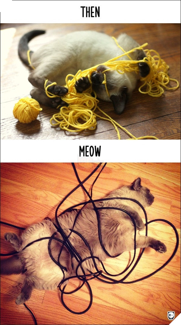 
Hồi xưa mình bị kẹt trong cuộn len còn đỡ, bây giờ kẹt trong dây điện, lỡ nhích một tí thôi là có ngay món "mèo nướng".