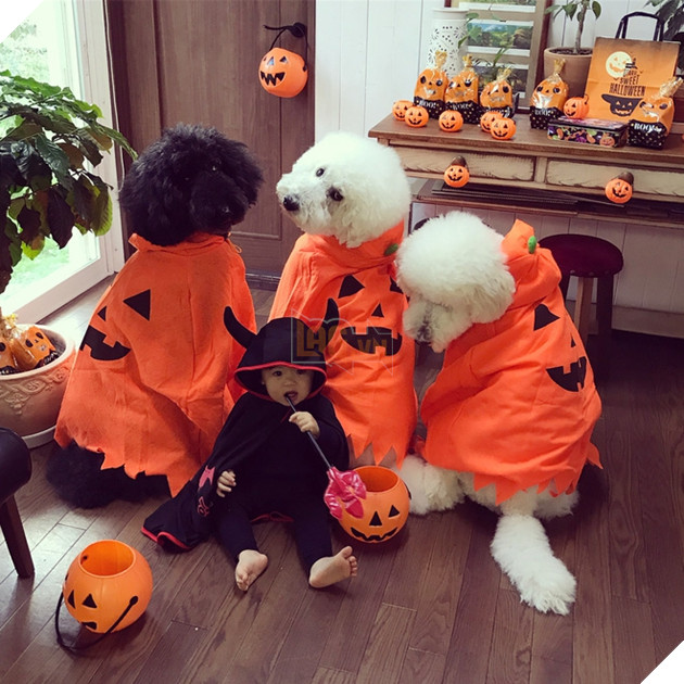 Loạt ảnh hóa trang Halloween hoành tráng nhất mạng xã hội của bé gái Nhật và những người bạn thú cưng - Ảnh 13.
