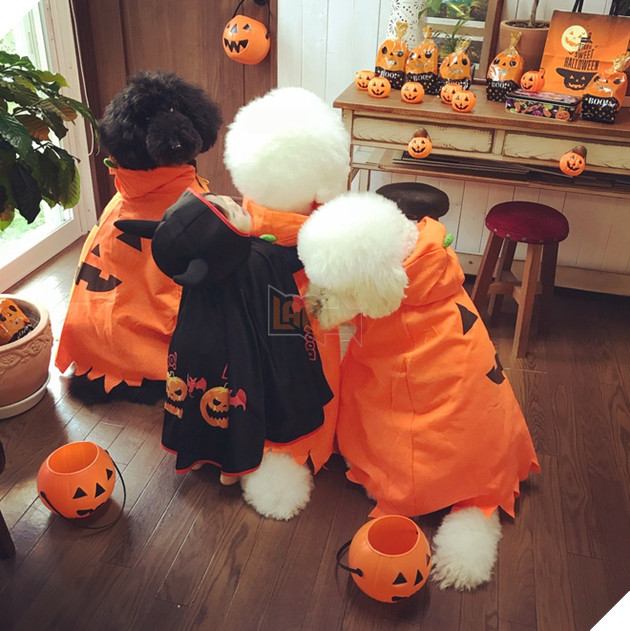 Loạt ảnh hóa trang Halloween hoành tráng nhất mạng xã hội của bé gái Nhật và những người bạn thú cưng - Ảnh 14.