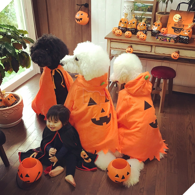 Loạt ảnh hóa trang Halloween hoành tráng nhất mạng xã hội của bé gái Nhật và những người bạn thú cưng - Ảnh 15.