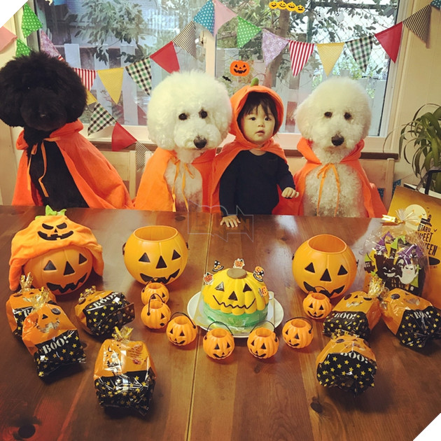 Loạt ảnh hóa trang Halloween hoành tráng nhất mạng xã hội của bé gái Nhật và những người bạn thú cưng - Ảnh 3.