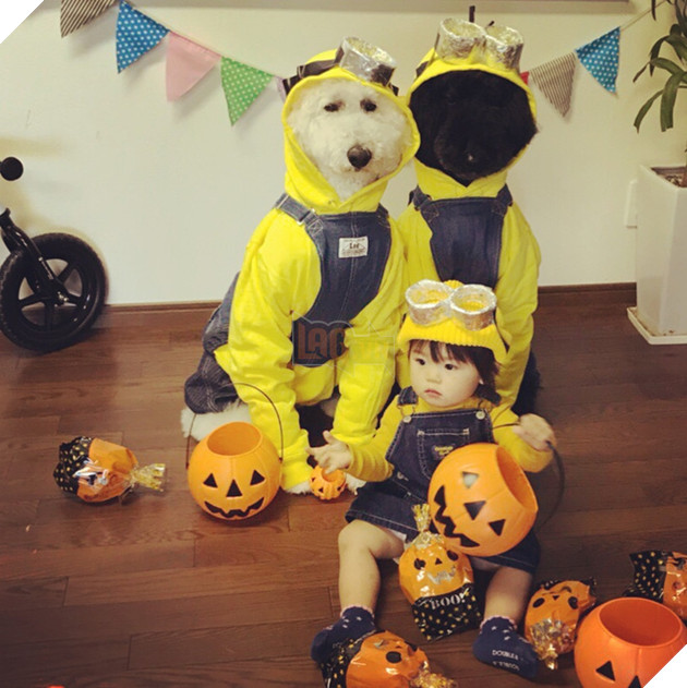 Loạt ảnh hóa trang Halloween hoành tráng nhất mạng xã hội của bé gái Nhật và những người bạn thú cưng - Ảnh 8.