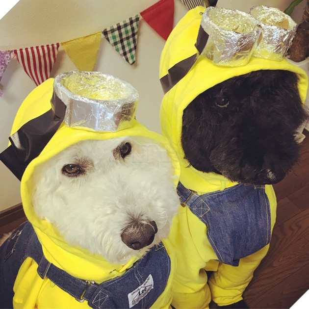 Loạt ảnh hóa trang Halloween hoành tráng nhất mạng xã hội của bé gái Nhật và những người bạn thú cưng - Ảnh 10.