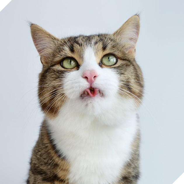 Gặp gỡ chú mèo nhí nhố lúc nào cũng thích lè lưỡi ra cái vẻ cute - Ảnh 23. Gặp gỡ chú mèo nhí nhố lúc nào cũng thích lè lưỡi ra cái vẻ cute - Ảnh 23.