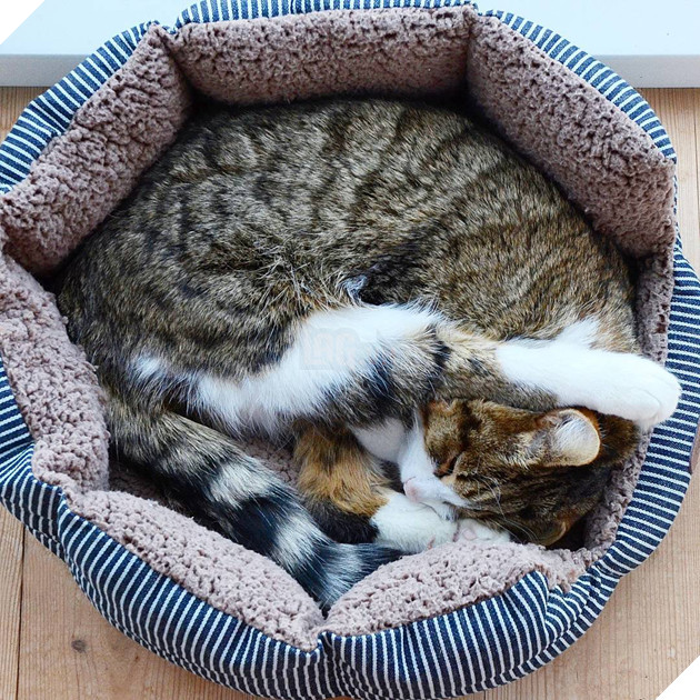 Gặp gỡ chú mèo nhí nhố lúc nào cũng thích lè lưỡi ra cái vẻ cute - Ảnh 29. Gặp gỡ chú mèo nhí nhố lúc nào cũng thích lè lưỡi ra cái vẻ cute - Ảnh 29.