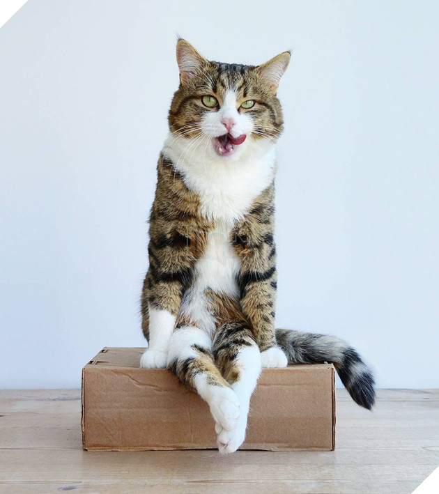 Gặp gỡ chú mèo nhí nhố lúc nào cũng thích lè lưỡi ra cái vẻ cute - Ảnh 31. Gặp gỡ chú mèo nhí nhố lúc nào cũng thích lè lưỡi ra cái vẻ cute - Ảnh 31.