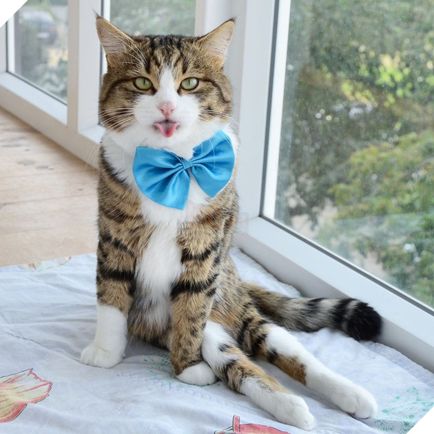 Gặp gỡ chú mèo nhí nhố lúc nào cũng thích lè lưỡi ra cái vẻ cute - Ảnh 5. Gặp gỡ chú mèo nhí nhố lúc nào cũng thích lè lưỡi ra cái vẻ cute - Ảnh 5.