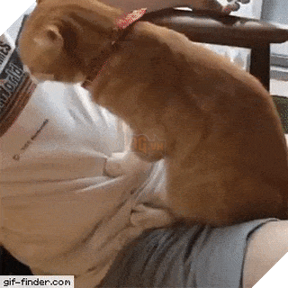 15 điều chứng tỏ lũ quái thai mèo nhiều lúc cũng tình cảm ra phết - Ảnh 27.