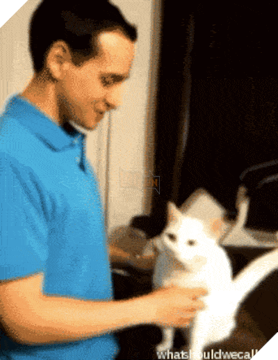 15 điều chứng tỏ lũ quái thai mèo nhiều lúc cũng tình cảm ra phết - Ảnh 1.