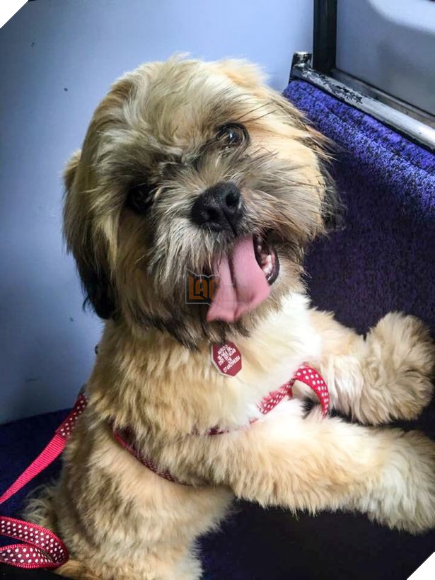 Đăng ảnh chó cưng lên profile Tinder, cô gái trẻ hối hận vì quyết định sai lầm của mình - Ảnh 3.