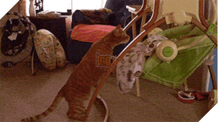 15 điều chứng tỏ lũ quái thai mèo nhiều lúc cũng tình cảm ra phết - Ảnh 17.