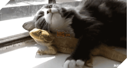 15 điều chứng tỏ lũ quái thai mèo nhiều lúc cũng tình cảm ra phết - Ảnh 19.