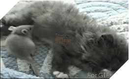 15 điều chứng tỏ lũ quái thai mèo nhiều lúc cũng tình cảm ra phết - Ảnh 21.