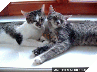 15 điều chứng tỏ lũ quái thai mèo nhiều lúc cũng tình cảm ra phết - Ảnh 23.