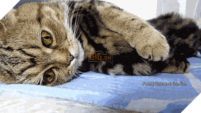 15 điều chứng tỏ lũ quái thai mèo nhiều lúc cũng tình cảm ra phết - Ảnh 25.