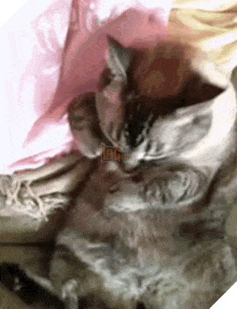 15 điều chứng tỏ lũ quái thai mèo nhiều lúc cũng tình cảm ra phết - Ảnh 5.