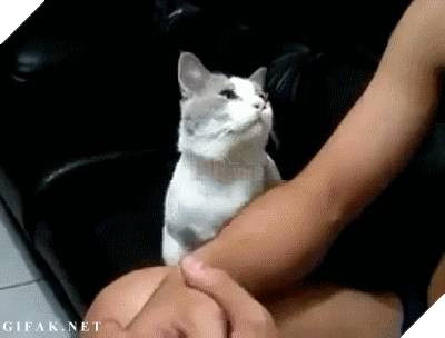 15 điều chứng tỏ lũ quái thai mèo nhiều lúc cũng tình cảm ra phết - Ảnh 7.