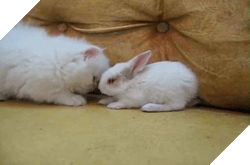 15 điều chứng tỏ lũ quái thai mèo nhiều lúc cũng tình cảm ra phết - Ảnh 9.