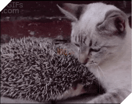 15 điều chứng tỏ lũ quái thai mèo nhiều lúc cũng tình cảm ra phết - Ảnh 11.