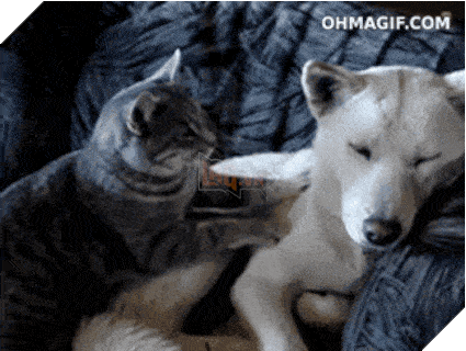 15 điều chứng tỏ lũ quái thai mèo nhiều lúc cũng tình cảm ra phết - Ảnh 13.