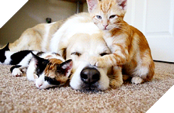 15 điều chứng tỏ lũ quái thai mèo nhiều lúc cũng tình cảm ra phết - Ảnh 15.