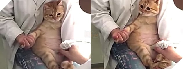Mèo ngoan ngoãn để bác sĩ kiểm tra, khi nghe thông báo mình mang thai, biểu cảm của nó khiến dân mạng tan chảy