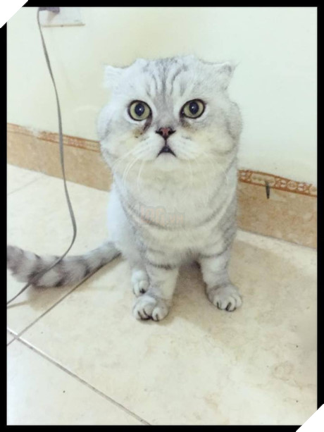 Gặp Tôm - Chú mèo khổng lồ mặt siêu ngố đang khiến cư dân mạng Việt Nam thích thú - Ảnh 2.