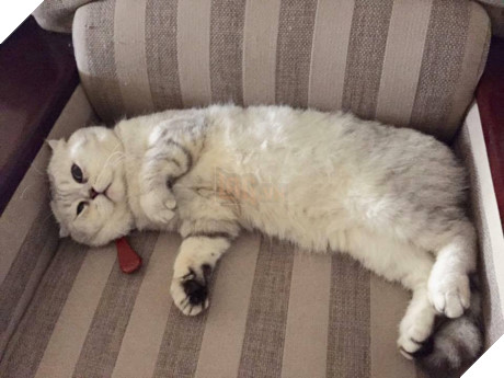 Gặp Tôm - Chú mèo khổng lồ mặt siêu ngố đang khiến cư dân mạng Việt Nam thích thú - Ảnh 9.