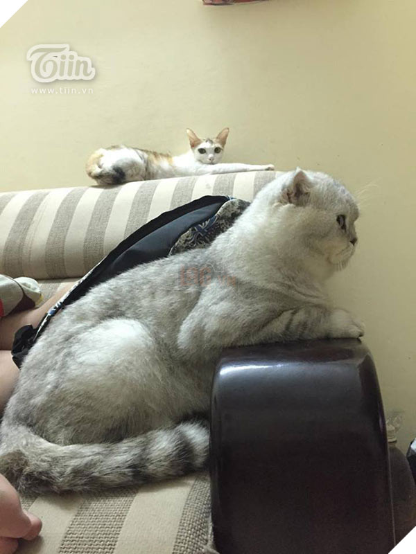 Tôm Chú mèo scottish fold đầu to béo ú khiến dân mạng bấn loạn, mèo khổng lồ