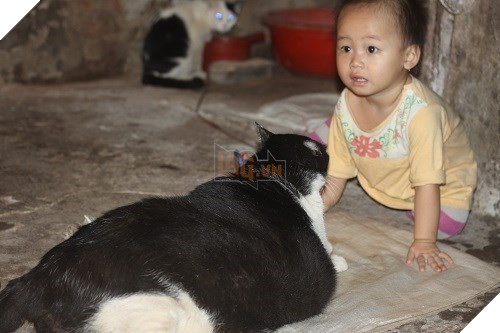 Meo khong lo 20kg o Viet Nam duoc len bao nuoc ngoai-Hinh-7