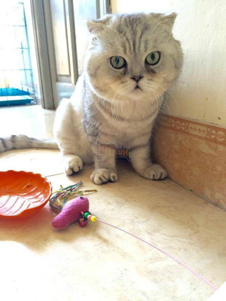 Chú mèo khổng lồ dài 1 mét ở Hà Nội gây bão mạng - Ảnh 2